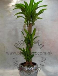 CODE 12996 - Dracaena